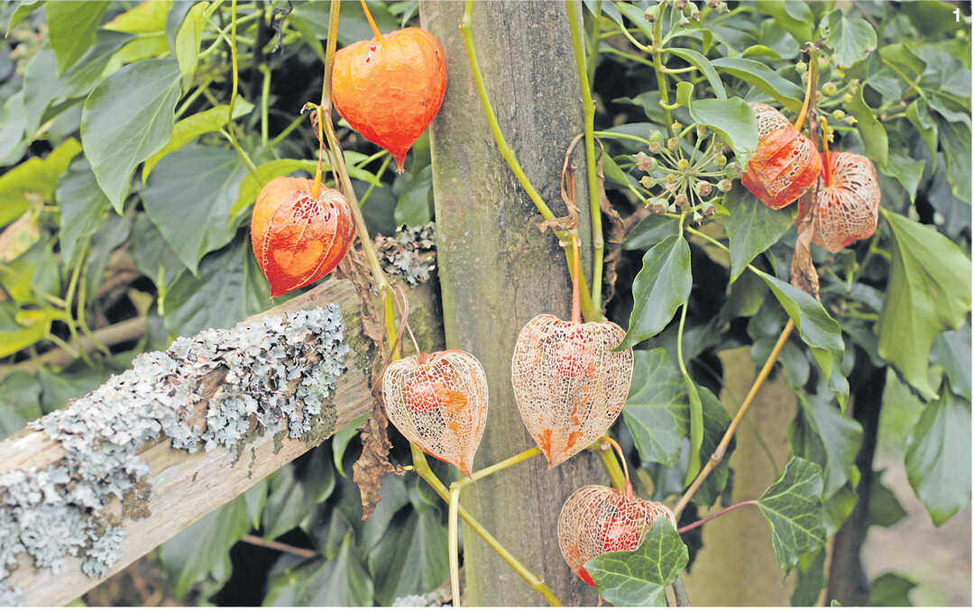 Am Gartenzaun k�nnen sich Lampionblumen ungest�rt ausbreiten. Vor dem dunklen Gr�n des Efeus leuchten die Laternen und Fr�chte im verwitterten Gespinst besonders kr�ftig.