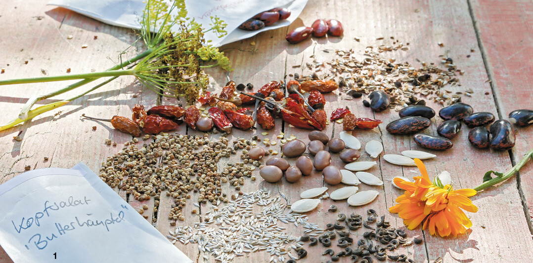 Zur Vermehrung eignen sich vor allem einj�hrige Arten wie Fenchel, Bohnen, Kopfsalat und K�rbisgew�chse.