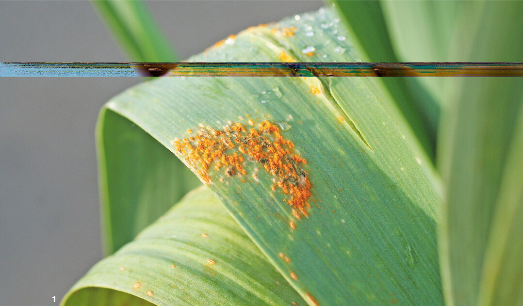Lauchbl�tter mit Befall von Rostpilzen.