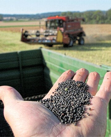 Die gute deutsche Rapsernte trifft in Europa auf einen gro�en Bedarf.