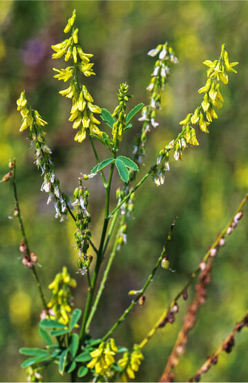 Steinklee kann den Energiepflanzenanbau gerade auf schwächeren Standorten gut ergänzen.