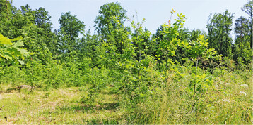 Gassenschnitt in einem jungen Eichenbestand: links gem�ht, rechts ungem�ht.