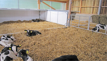 Um vor Zugluft geschützt zu sein, benötigen Kälber einen windgeschützten Rückzugsbereich. Sie können selbst entscheiden, ob sie sich ins Nest oder auf die freie Fläche in das Stroh legen.