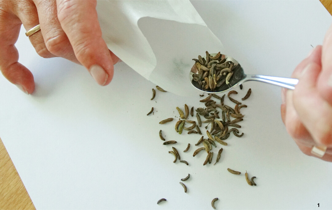 Saatgut kommt zum Einlagern in eine Papiert�te.