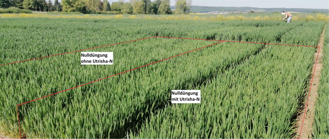 Links eine Doppelparzelle ohne D�ngung und ohne Utrisha N, rechts eine Doppelparzelle ohne D�ngegabe aber mit Utrisha N-Anwendung.