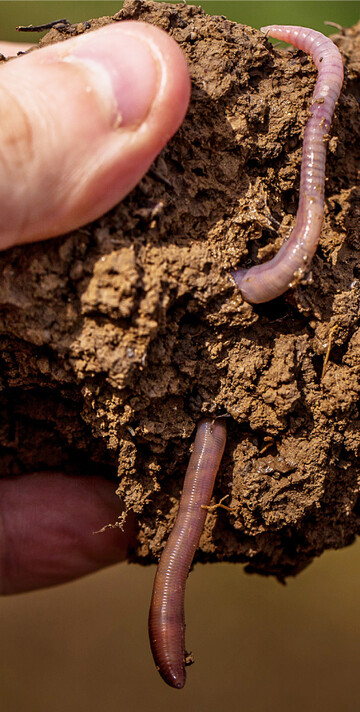 Regenwürmer tragen bei zur Humifizierung der organischen Substanz.