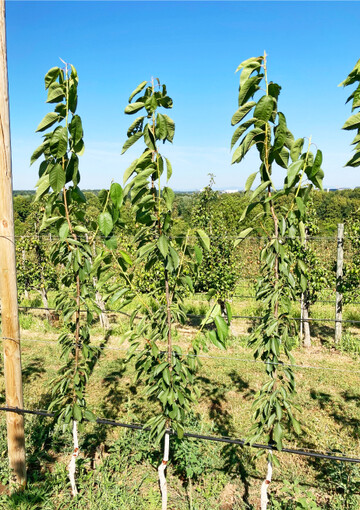 Kirschen im SSA-System mit einem Pflanzabstand von 60 cm: Mit diesem intensiven Anbausystem soll eine h�here Pfl�ckleistung m�glich sein.�