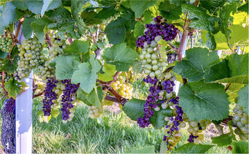 Wenn eine Maischestandzeit geplant ist, sollten sonnenverbrannte Trauben schon im Weinberg aussortiert werden.