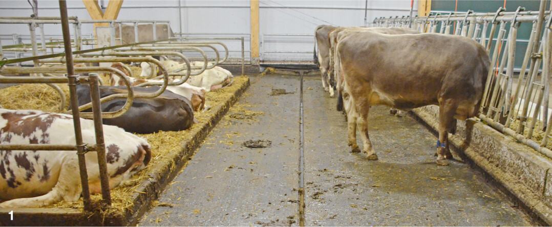 In diesem Stallabteil mit einem Quergef�lle von drei Prozent flie�t der Harn rasch ab.