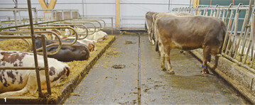 In diesem Stallabteil mit einem Quergefälle von drei Prozent fließt der Harn rasch ab.
