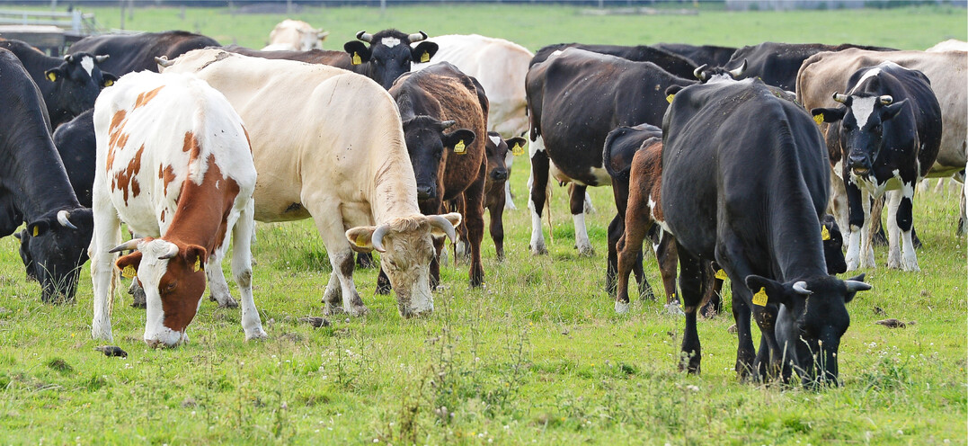 Systematische Kreuzungen bieten die Chance, verschiedene Eigenschaften der Rinderrassen gezielt zu kombinieren.