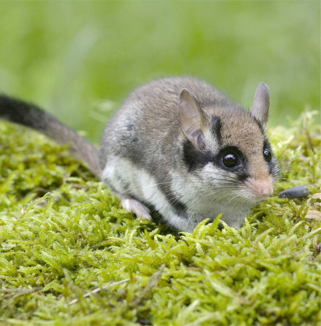 Gartenschl�fers Arche Nach drei Jahren intensiver Forschung zeigt das Projekt Spurensuche Gartenschl�fer" deutlich, wie wichtig die Stadt als Lebensraum f�r diesen kleinen Verwandten des Siebenschl�fers ist. Wir vermuten, dass St�dte f�r den stark gef�hrdeten Gartenschl�fer mittlerweile eine Art �Arche geworden sind, in denen er passende Lebensbedingungen findet", so Johannes Lang, Biologe und Leiter der AG Wildtierforschung an der Klinik f�r V�gel, Reptilien, Amphibien der Justus-Liebig-Universit�t Gie�en (JLU). Die Schlafmaus kommt mittlerweile �berwiegend im urbanen Raum im S�dwesten Deutschlands vor. Hier gibt es ausreichend Nahrung sowie einen strukturreichen Lebensraum mit vielen Verstecken. Lang berichtet: In den W�ldern der Mittelgebirge, in denen der Gartenschl�fer urspr�nglich weit verbreitet war, scheinen wir dagegen gerade Zeuge eines Aussterbens zu sein." Der Gartenschl�fer ist eine heimische Tierart, war aber bislang kaum bekannt. Seine Best�nde in Europa und auch in Deutschland sind in den vergangenen Jahren drastisch zur�ckgegangen. Anhand der neuen Erkenntnisse entwickelt das Team aus Wissenschaft und Naturschutz deshalb jetzt passende Schutzaktionen. Mechthild Klocke, Projektleiterin beim BUND: Wir wollen f�r den Gartenschl�fer wieder R�ckzugsr�ume schaffen, etwa durch Pflanzungen, durch das Zulassen von verwilderten Fl�chen oder konkret durch das Anbieten von Nistk�sten." JLU