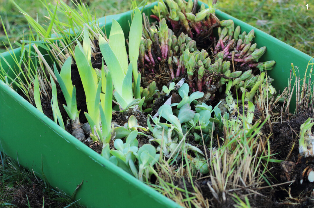 Viele Stauden lassen sich einfach durch Teilung vermehren und im Garten weiter kultivieren.