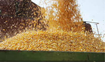 Sinkende Maisertr�ge machen Schlagzeilen rund um den Globus. In S�dbaden ist die K�rnermaisernte angelaufen, die Markteinsch�tzung folgt n�chste Woche.