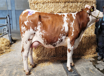 An der Spitze rangierte eine Horizont-Tochter vom Zuchtbetrieb Keller, Allmendingen. Sie �berzeugte mit 31,9 kg Milch.
