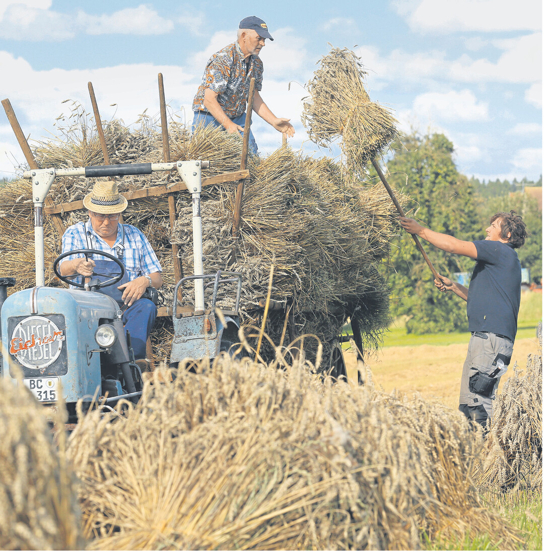 In M�hringen im Kreis Biberach findet am Sonntag, 14. September, der 6. altert�mliche Bauern- und Handwerkermarkt statt. Dann wird dieses Getreide gedroschen.