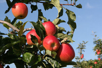 Gute Mineralstoffgehalte lassen eine gute Haltbarkeit der �pfel im Lager erwarten.