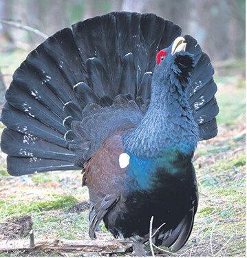Das Auerhuhn, hier ein balzender Hahn, steht auch aufgrund seiner historischen und kulturellen Bedeutung im Fokus der Öffentlichkeit.