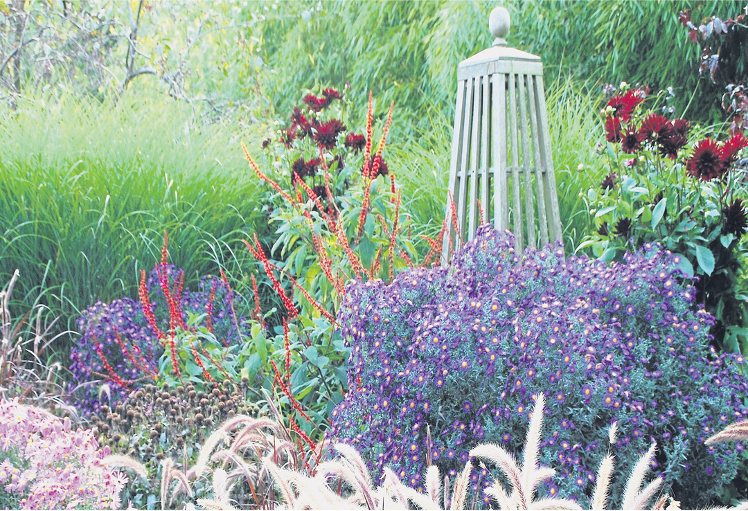 Dicht an dicht f�gen sich die violetten Bl�ten der 120 Zentimeter hohen Raublatt-Aster (Aster novae-angliae) aneinander. Zusammen mit Federborstengras, Chinaschilf und Dahlien erzeugen sie ein lebhaftes Bild.