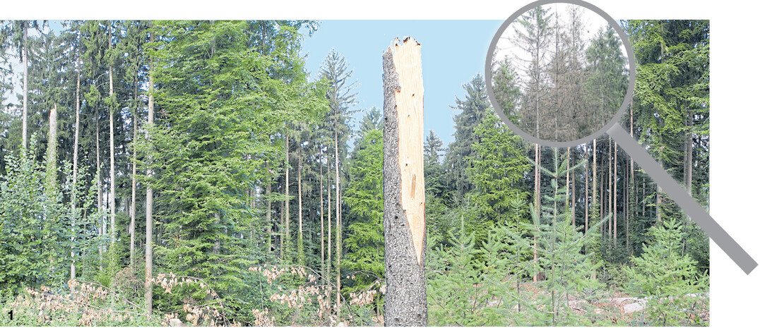 Keine Freude f�r den Waldbesitzer: Zum K�ferloch aus dem Fr�hsommer ist jetzt noch Sturmholz angefallen und der Borkenk�fer arbeitet weiter. Da ist jetzt dringender Handlungsbedarf gegeben.