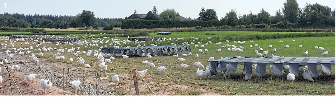 Auslauf mit vielen Deckungsm�glichkeiten wie Unterst�nde und Pflanzenbewuchs, zum Beispiel Mais.