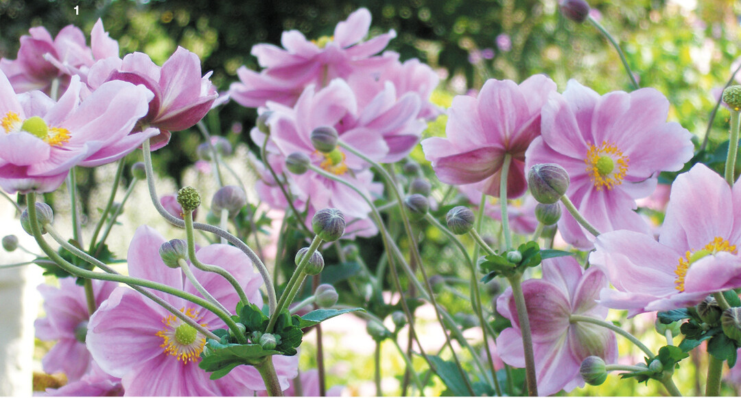 Je nach Sorte zieren die Herbst-Anemonenbl�ten von Juli bis Oktober das Staudenbeet.