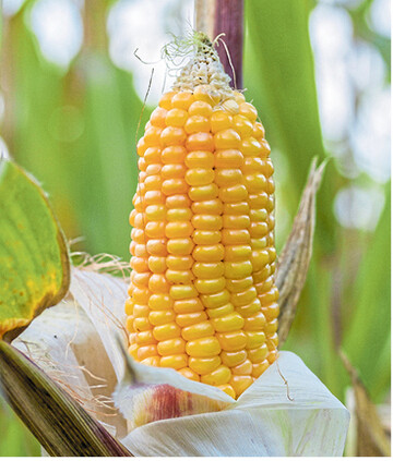 Trotz Regenmangels in vielen Regionen soll Körnermais in Deutschland im Schnitt Hektarerträge von mehr als 100 Dezitonnen bringen.