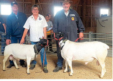 Die Sieger der Altersklassen bei den Dorperschafen aus dem Betrieb Lang.