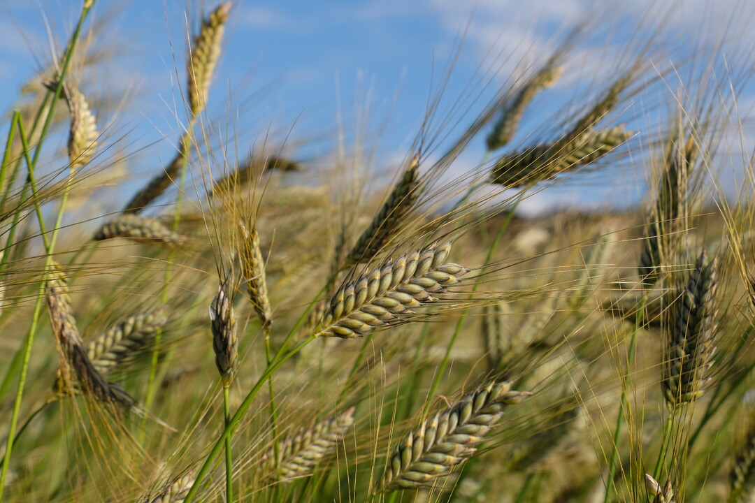 Emmer wird zu den Urgetreidearten gez�hlt. 