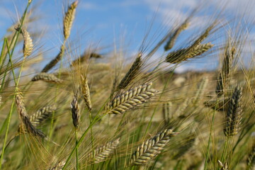 Emmer wird zu den Urgetreidearten gez�hlt. 