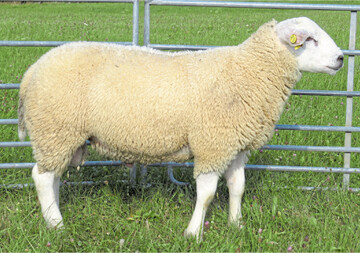 Ein Texelbock von Siegbert Lamparter, Gächingen, erzielte bei der Auktion den höchsten Preis.