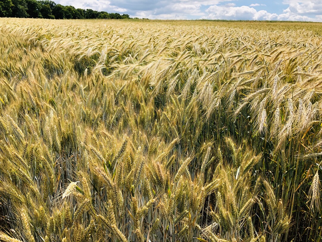 Wintertriticale wuchs in der vergangenen Saison problemlos