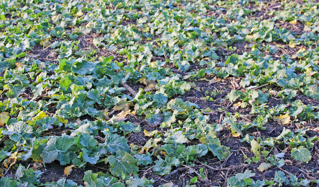 Raps ist von Natur aus sehr winterhart  aber nur, wenn er bei Wintereinbruch noch nicht zu weit entwickelt ist.