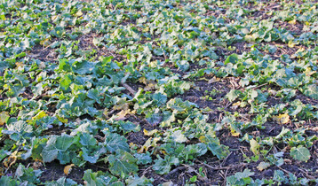 Raps ist von Natur aus sehr winterhart  aber nur, wenn er bei Wintereinbruch noch nicht zu weit entwickelt ist.