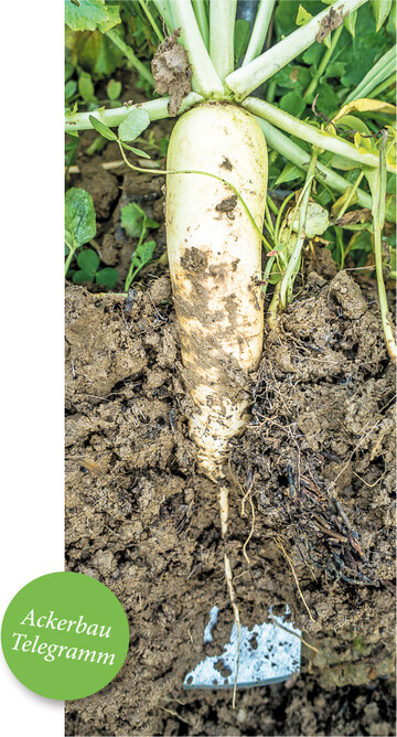 Der �lrettich ist eine Zwischenfrucht mit vielen Talenten.
