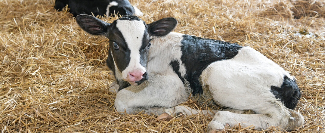 K�lber, die an Azidose erkranken, bleiben h�ufig im Wachstum zur�ck und sind anf�lliger f�r weitere Gesundheitsprobleme.