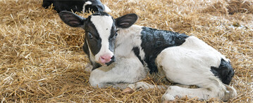 K�lber, die an Azidose erkranken, bleiben h�ufig im Wachstum zur�ck und sind anf�lliger f�r weitere Gesundheitsprobleme.