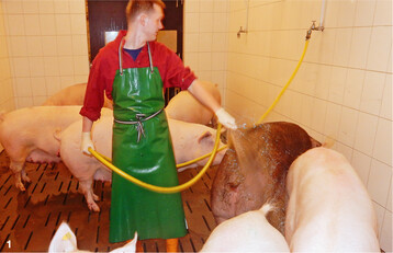 Durch die Reinigung der Sauen vor dem Einstallen in den Abferkelstall k�nnen Keime, die die Muttertiere mit sich herumtragen, reduziert werden.