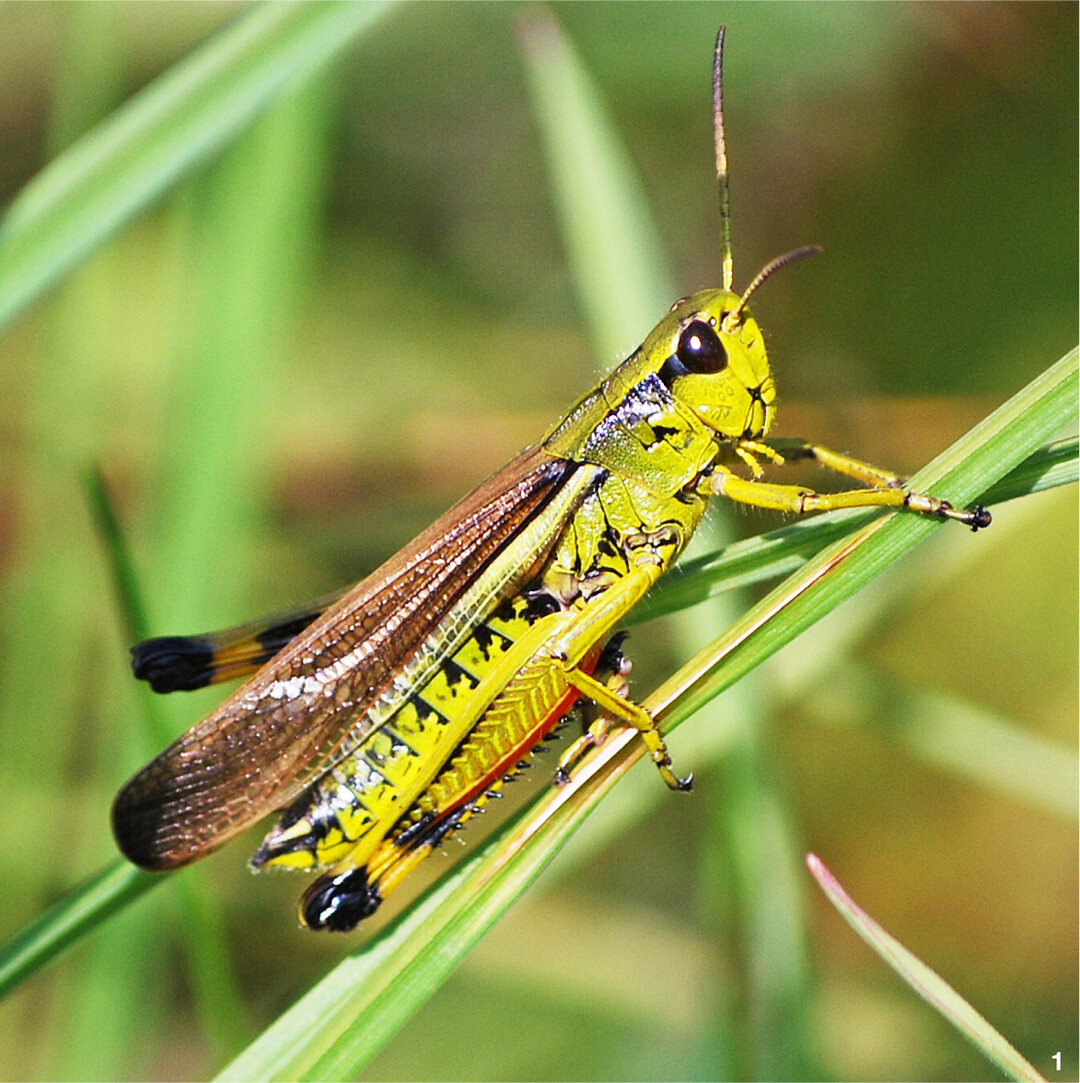Die Sumpfschrecke braucht feuchte Wiesen.
