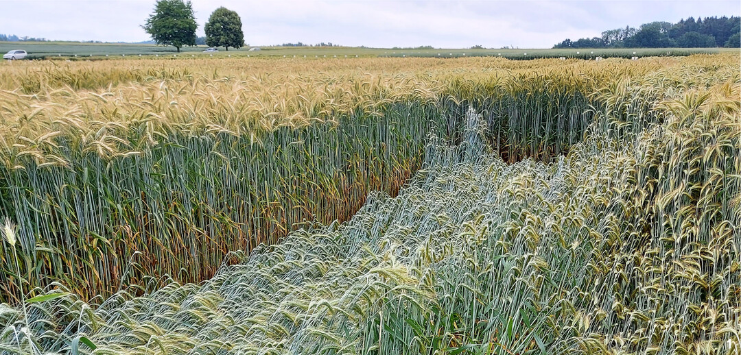 Sortenspezifisches Lager in den LSV Wintertriticale Krauchenwies.