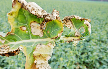 Auf den Blättern erscheinen bei Phomabefall zunächst gelbliche Flecken. Von dort kann sich der Pilz vor dem Winter auf die Wurzelhälse ausbreiten.
