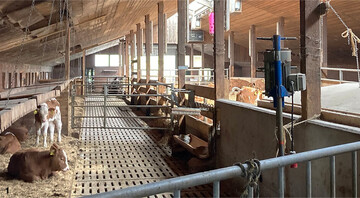 Die durchgehende Liegeboxenreihe aus dem alten Kuhstall wurde für den Umbau weiterverwendet. Die Liegeflächen für die Kälber sind eingestreut und abgedeckt (Schwarzwälder Kälberbuchten"). Das fördert das Wohlbefinden und den Komfort für die Jungtiere.