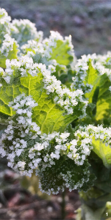 Grünkohl ist frosthart und lässt sich bei Bedarf Blatt für Blatt ernten.