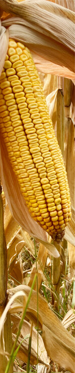 In Südbaden ist die Körnermaisernte angelaufen. Die Preise sind ordentlich, die Ertragserwartungen gedämpft.