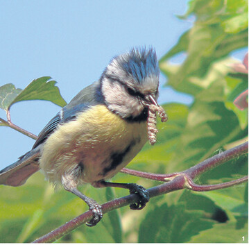 Blaumeisen sind h�ufig in unseren G�rten zu Gast. Sie fressen alles m�gliche Getier, auf das wir im Garten gerne verzichten.