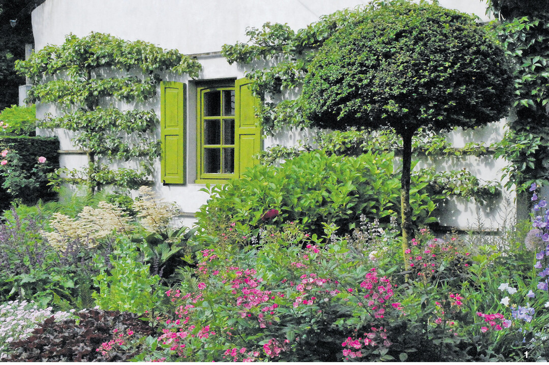 Als Palmette, auch Etagenspalier genannt, werden Birnen (Pyrus) am sonnigen S�dwestgiebel des Wohnhauses gezogen.