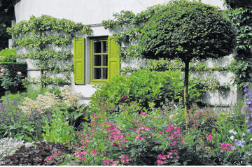 Als Palmette, auch Etagenspalier genannt, werden Birnen (Pyrus) am sonnigen S�dwestgiebel des Wohnhauses gezogen.