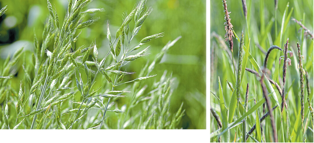 Sie k�nnen Landwirten die Bewirtschaftung der �cker schwer machen: Links eine Trespen-Art, rechts Ackerfuchsschwanz.
