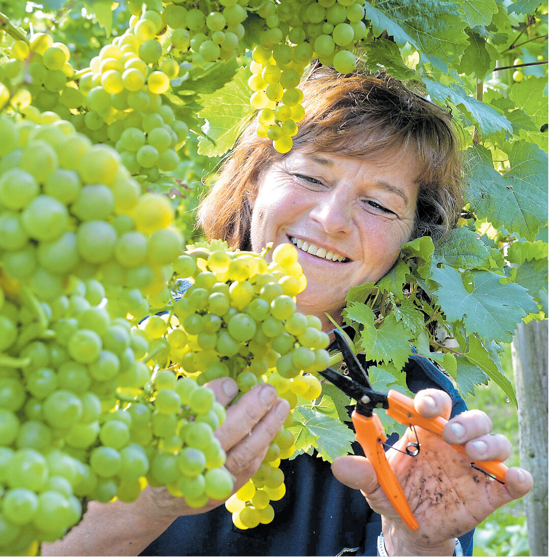 Die Lese im Land hat bereits begonnen. Die Trauben sind in diesem Jahr etwas fr�her dran als sonst  nicht verwunderlich bei den Temperaturen der letzten Wochen und Monate. Wer sich auf den kommenden Jahrgang einstellen will, kann das im Moment auf den zahlreichen Weinfesten im Land tun. Das Heilbronner Weindorf beispielsweise hat noch bis zum 17. September seine Tore ge�ffnet. Weinliebhaber k�nnen an den vielen St�nden ihre Lieblingssorten schlotzen und jede Menge anderer Spezialit�ten probieren.