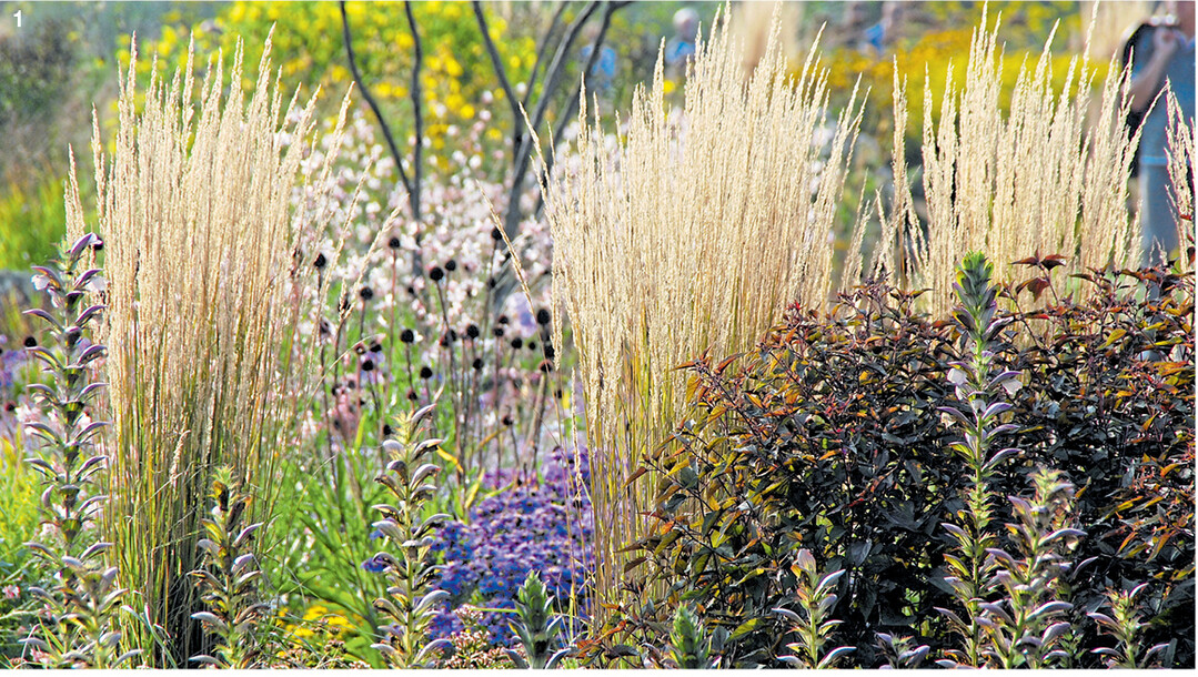 Zwischen dem Gartenakanthus (Acanthus hungaricus) schimmern die fedrigen Bl�tenst�nde des Gartensandrohrs (Calamagrostis x acutiflora).